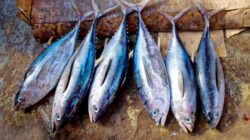 8 Jenis Ikan Tinggi Protein dan Rendah Lemak untuk Diet