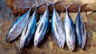 8 Jenis Ikan Tinggi Protein dan Rendah Lemak untuk Diet