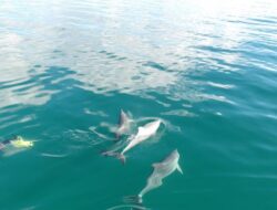 Seru Banget Renang di Laut Bareng Lumba-Lumba di Rockingham Perth