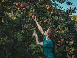 5 Tempat Wisata Petik Buah di Malang, dari Apel hingga Jeruk