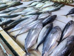 7 Ikan Lokal yang Kandungan Proteinnya Lebih Tinggi dari Salmon